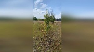 Продается участок в с. Гостищево