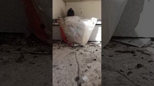 Двор и живущий со мной голубь