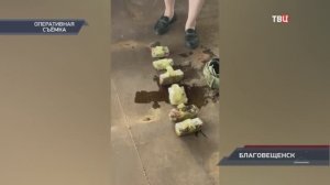 Телеканал «ТВЦ», программа «Петровка 38», 05.09.2025