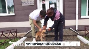 ЧИПИРОВАНИЕ СОБАК. Большой город 10/09/2025