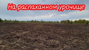 Коп монет на распаханном урочище