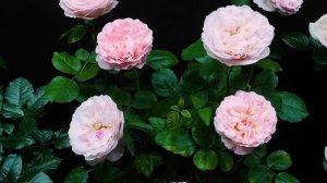 Как распускается роза Принцесс Шарлен де Монако.