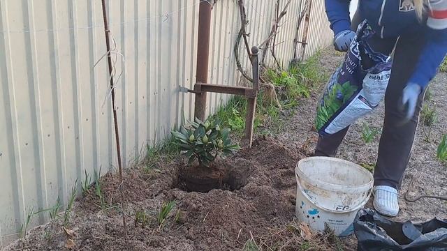 РОДОДЕНДРОН🌸🌸🌸 ЯК ПОСАДИТИ, ЩОБ НЕ ПРОПАВ смотреть онлайн