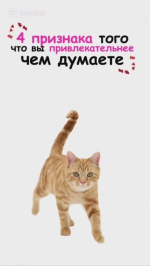 ПОЯСНЯЮ НА КОТЯТАХ / Топ самых Ужасных Подарков Мужчине / 4 Признака Того Что Вы Привлекательный