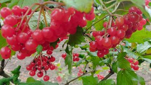 Грибной сезон закрыт