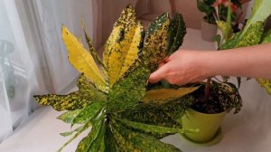 Обрезка кротона - часть 1