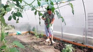 290 Жизнь на юге. Цены на рынке. Все учат жизни. Перекопала в теплице. Ремонт продолжается.