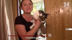 От домиков до полноценного приюта: как активисты Южнобережья Крыма спасают котят и котов