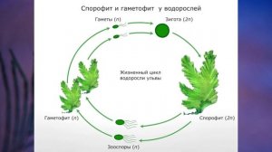 "Низшие растения. Группа отделов Водоросли", Биология 7