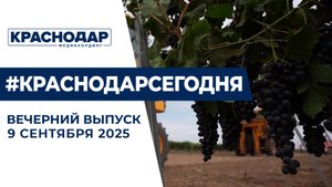 Дожди в Краснодаре, старт уборочной кампании винограда. Новости 9 сентября.