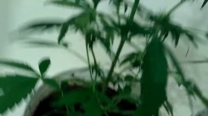 Выращивание марихуаны ☝2