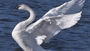 Видеообзор