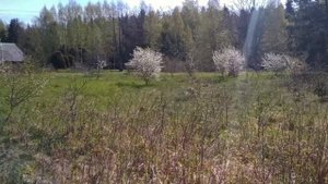 Цветущая алыча. Этюд маслом. Живопись на пленэре.