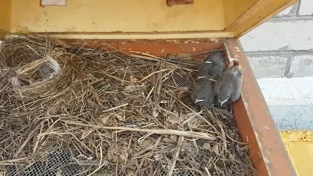 Кто живёт в улье? смотреть онлайн