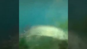 Видео от За Трофеем: Охота и Рыбалка