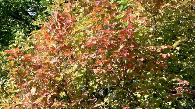 Растрепала осень листья и деревья поседели🎶🍂