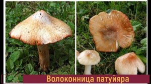 Самые ядовитые грибы в мире
