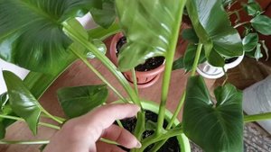 Мои новиночки. Конец мая. Комнатные цветы (растения).