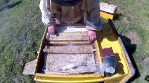 Моё пчеловодство в Удмуртии.