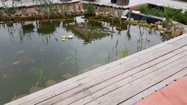 ПРУД СВОИМИ РУКАМИ// Пруд с биоплато// Искусственный пр смотреть онлайн