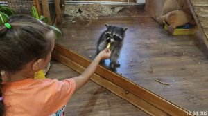 как выглядит зоопарк вила.