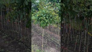 КАК ВЫГЛЯДЯТ ШТАМБОВЫЕ РОЗЫ НА ВТОРОЙ ГОД?