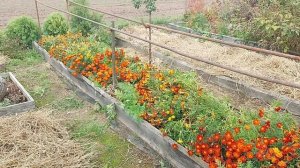 Огород под соломой. готовим грядки на зиму.