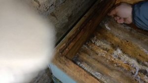 Пчеловодство - Зимовка пчёл. Февраль.