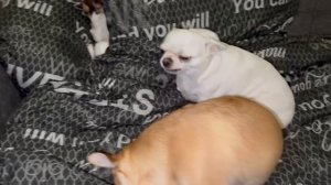 Доброго утречка и чудесного начала дня.