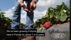 Клубника сорта Флорида Фортуна