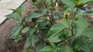 Что посадила в этом году. Новинки моего сада.