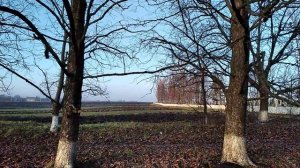 Медвежий орех.Нарезка черенков.