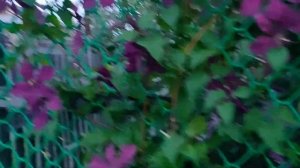 Клематис Космическая мелодия