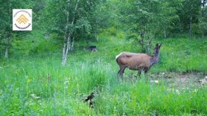 В нацпарке Бурятии рассказали, зачем олени шевелят ушами