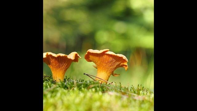 Неумывакин: Какие Болезни Лечат Грибы Лисички? смотреть онлайн