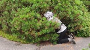 Для чего надо стричь сосну горную? Нюансы!