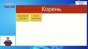 6-класс |  Биология | Зоны корня. Внутреннее строение ко?