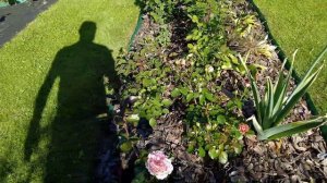 Розы в саду цветут | Прогулка по саду в конце июня, сезо