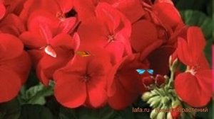 Пеларгония зональный Скарлет 🌿 пеларгония Скарлет о?