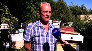 Массовая гибель пчёл