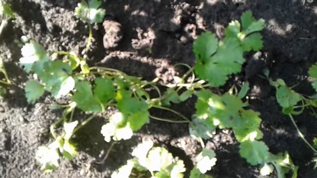 Укроп,кинза,базилик... смотреть онлайн