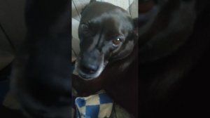 Долгожданный тутор на мою квартиру!