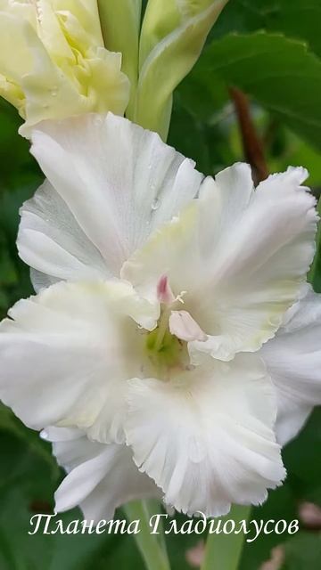 Король клумбы гладиолус Роса в изумруде смотреть онлайн