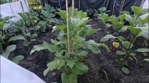 ЭЛЕКТРОГРЯДКА - 6 . МОДЕРНИЗАЦИЯ .