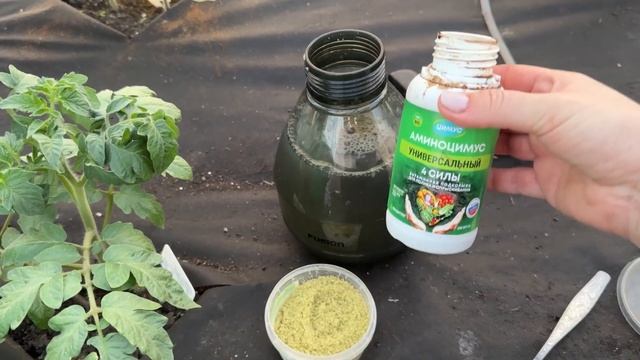 РАССАДА ЖЕЛТЕЕТ после высадки, дайте это томатам, перц смотреть онлайн