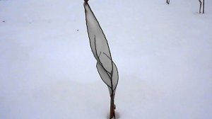 СПАСАЕМ ДЕРЕВЬЯ ОТ ЗАЙЦЕВ 2018 год