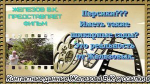 Персики??? Иметь такие шикарные сады? Это реальность от Железовых.