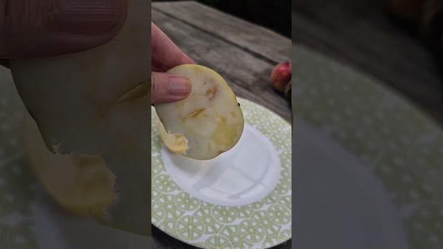 🍎 ПЯТНА на ЯБЛОКАХ ❗️Стекловидность ❗️ ЧТО делать ? смотреть онлайн