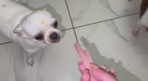 С утра немного полакомились.