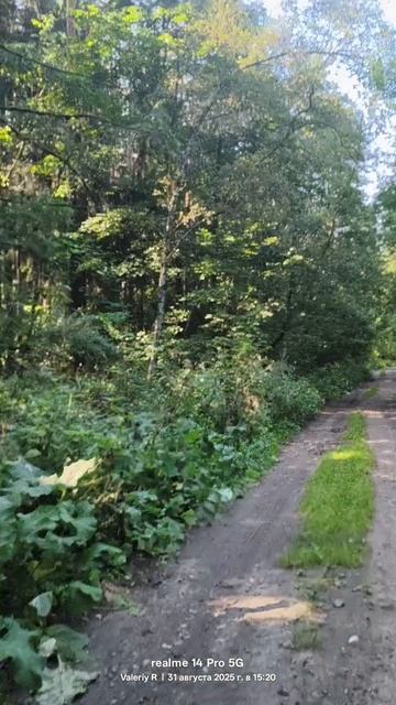 Подмосковный лес 🌳🌲🌳🌲☀️ Прогулка в последний день лета 2025. смотреть онлайн